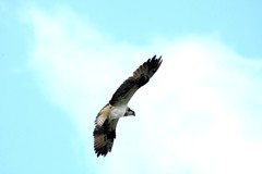 獲物を見付けたミサゴ
