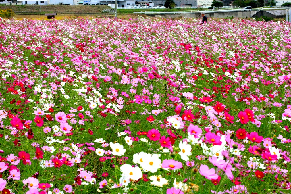 満開のコスモス園