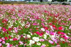 満開のコスモス園