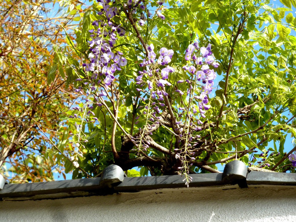 初夏の花が咲き始めました。