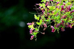 ヤマハギの花