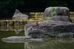 カワセミ