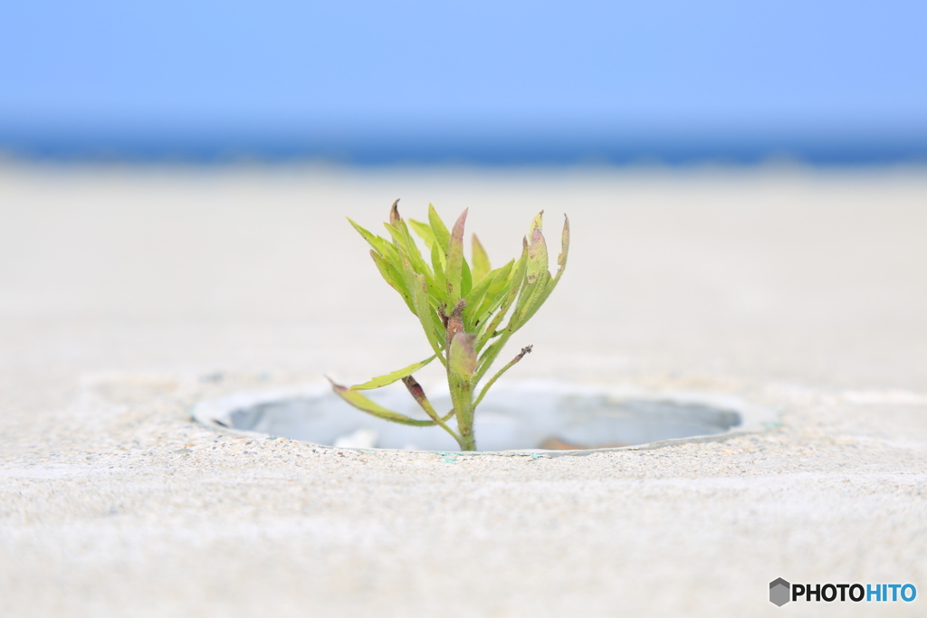 海辺のみどり