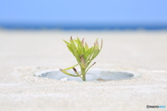 海辺のみどり