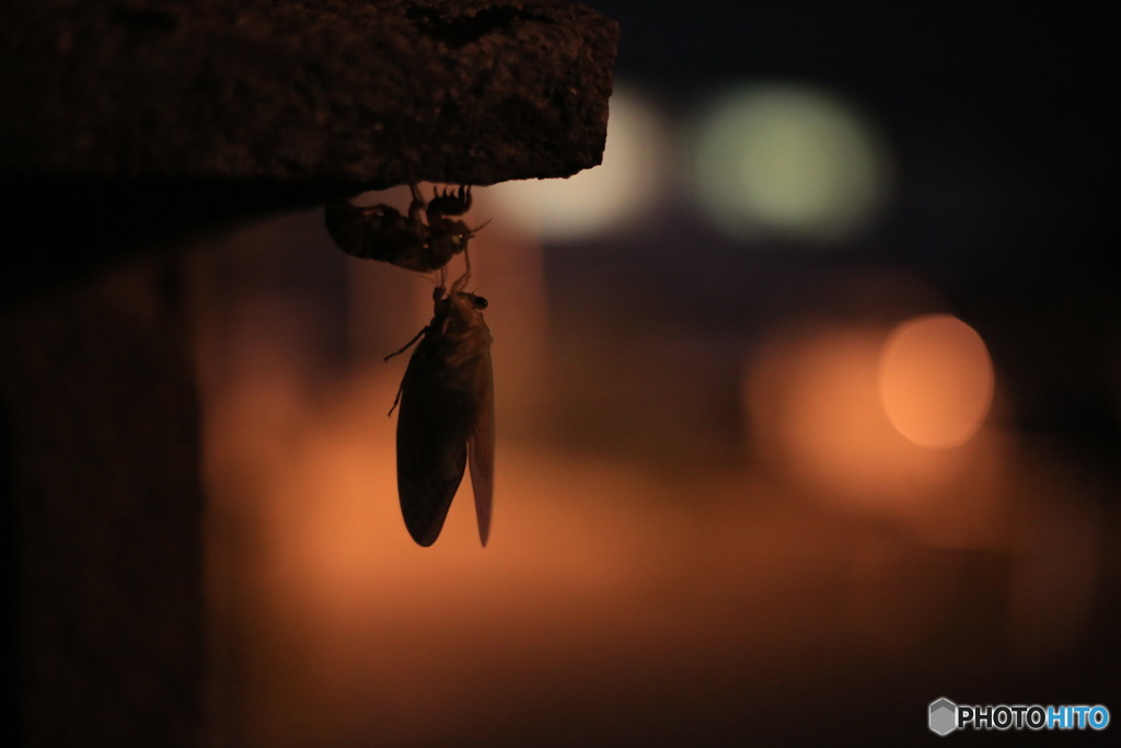 夜の旅立ち