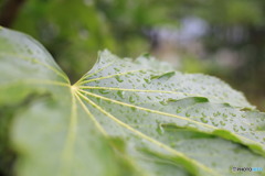 恵の雨