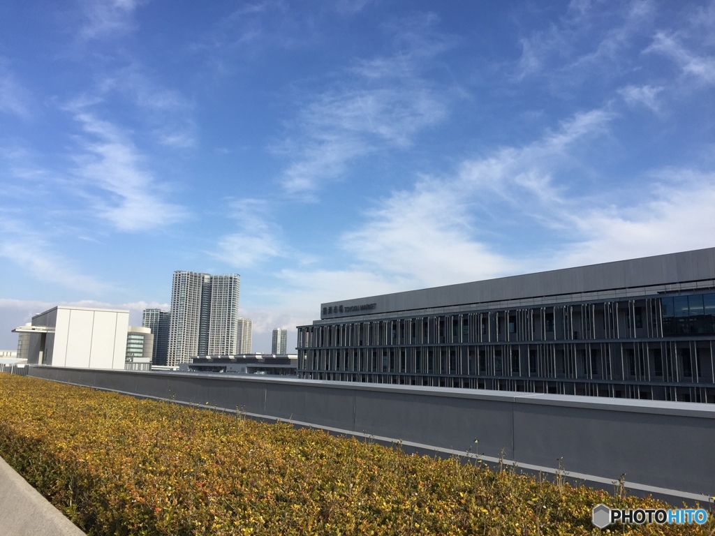 豊洲市場 屋上緑化公園