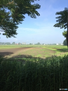 夏の朝　林から畑地を望む