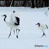 羽ばたきの練習