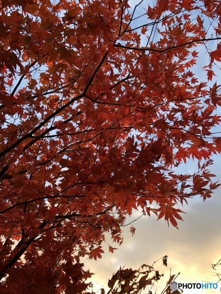 紅葉前線到達