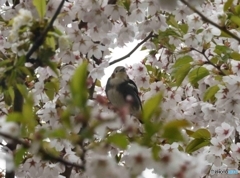 鳥もお花見❀エゾヤマザクラ