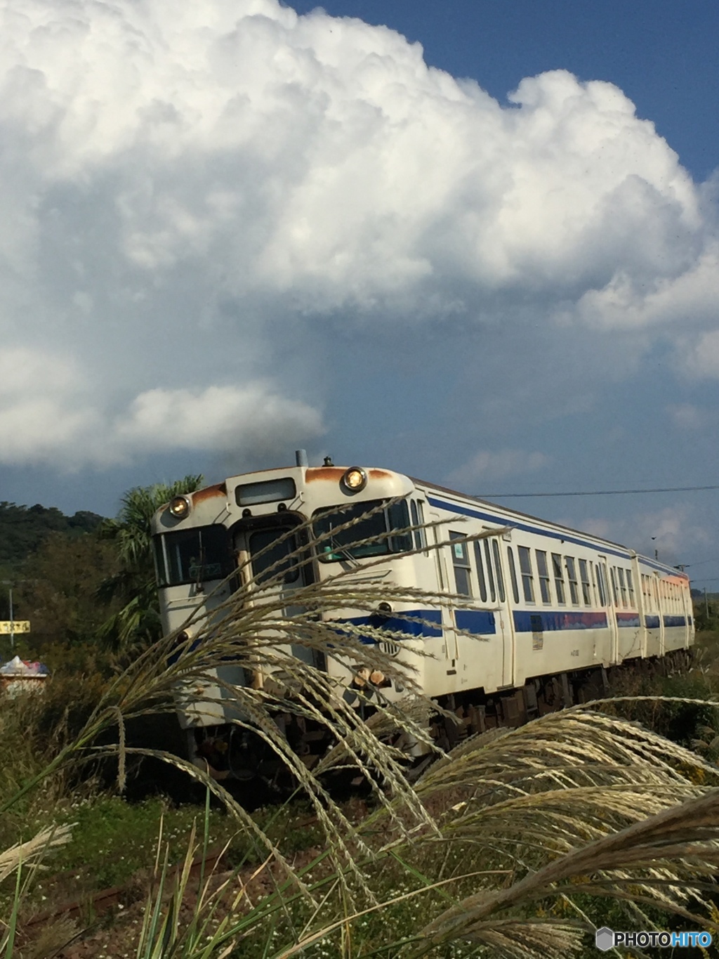 ススキと指宿鉄道