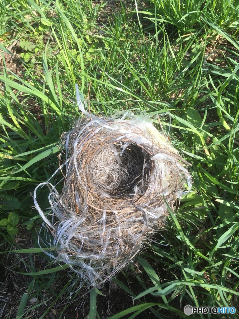 鳥の落としもの