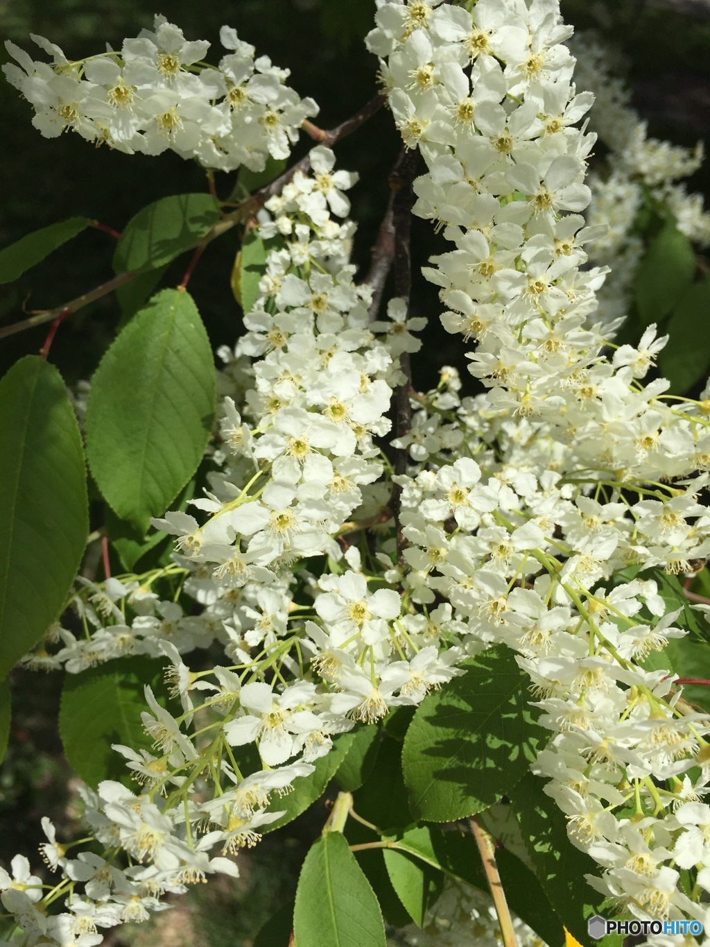 ナナカマドの花