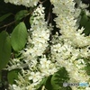 ナナカマドの花