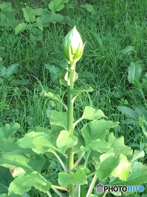 オオウバユリ　蕾む