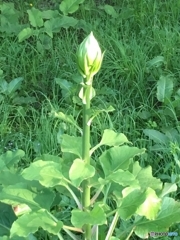 オオウバユリ　蕾む