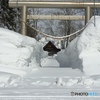 春を待つ神社