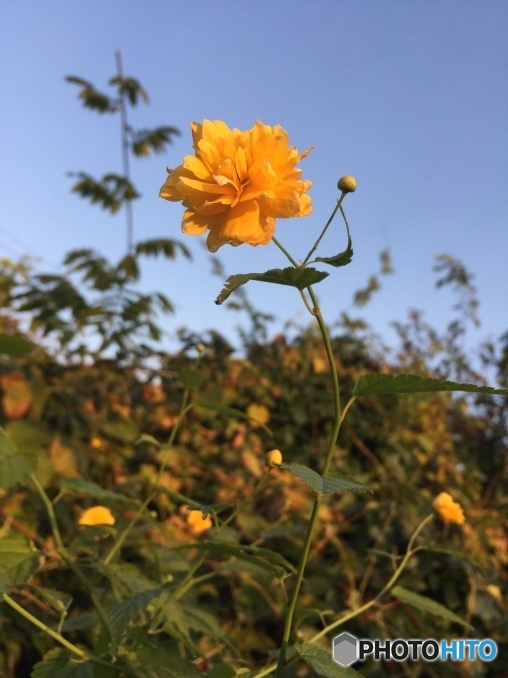 ヤエヤマブキ