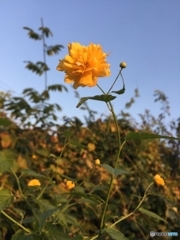ヤエヤマブキ