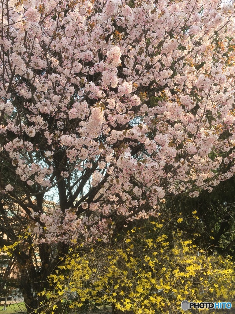 満開 サクラ&レンギョウ