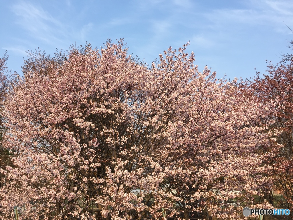 桜満開