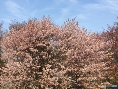 桜満開