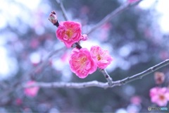 華やかウメの花