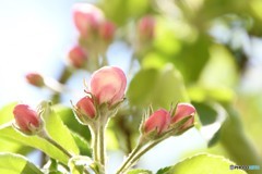 りんごの花（蕾）