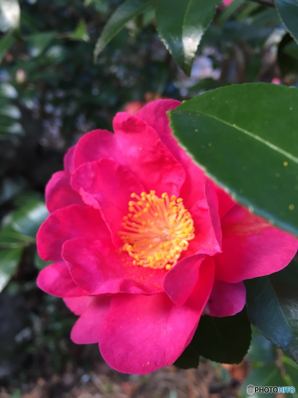 山茶花