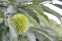 クリ
