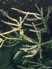 ヤマブキショウマ