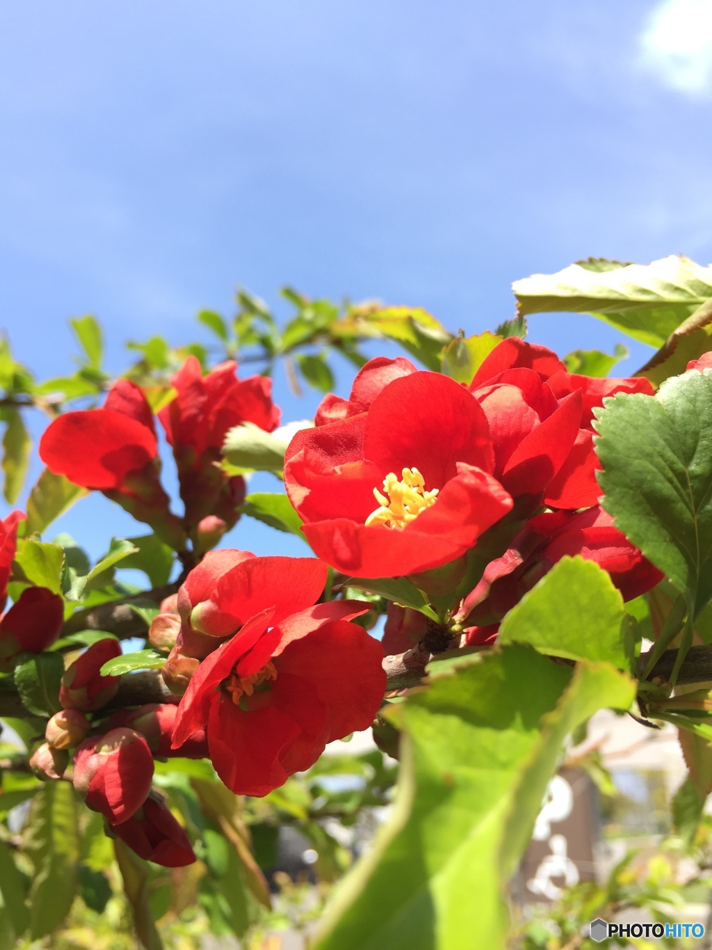 ボケの花