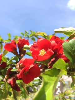ボケの花