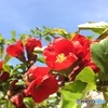 ボケの花