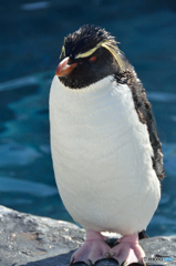 岩飛びペンギン