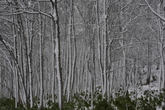 雪の木立