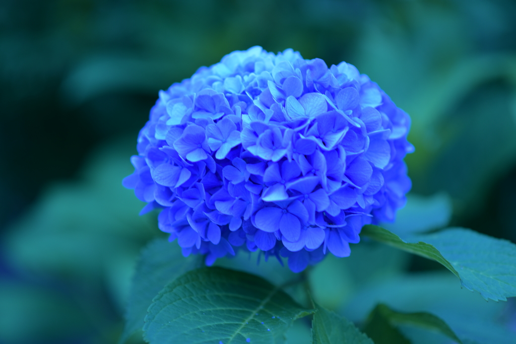 青紫陽花
