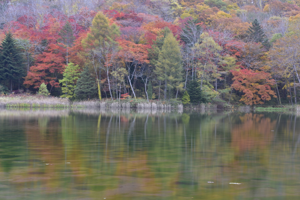 水面に映る紅葉