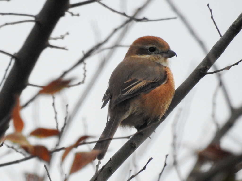 二重川の野鳥たち2019⑩