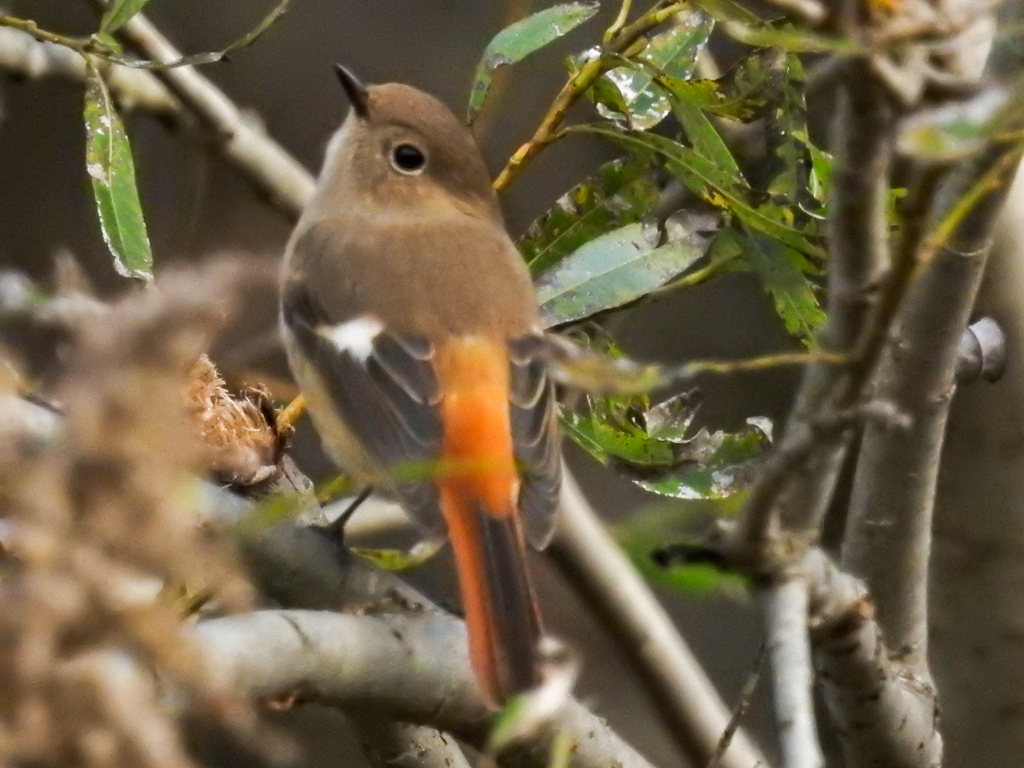 二重川の野鳥たち2019⑤