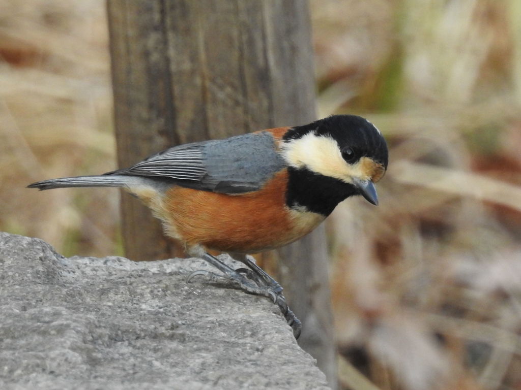 二重川の野鳥たち②