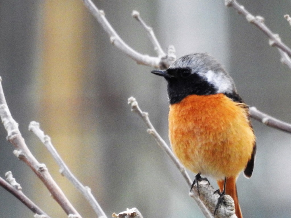 二重川の野鳥たち⑤