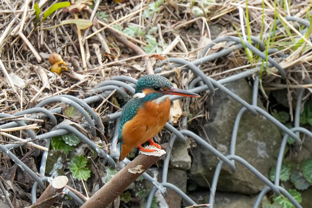 DSC04103