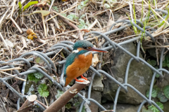 DSC04103