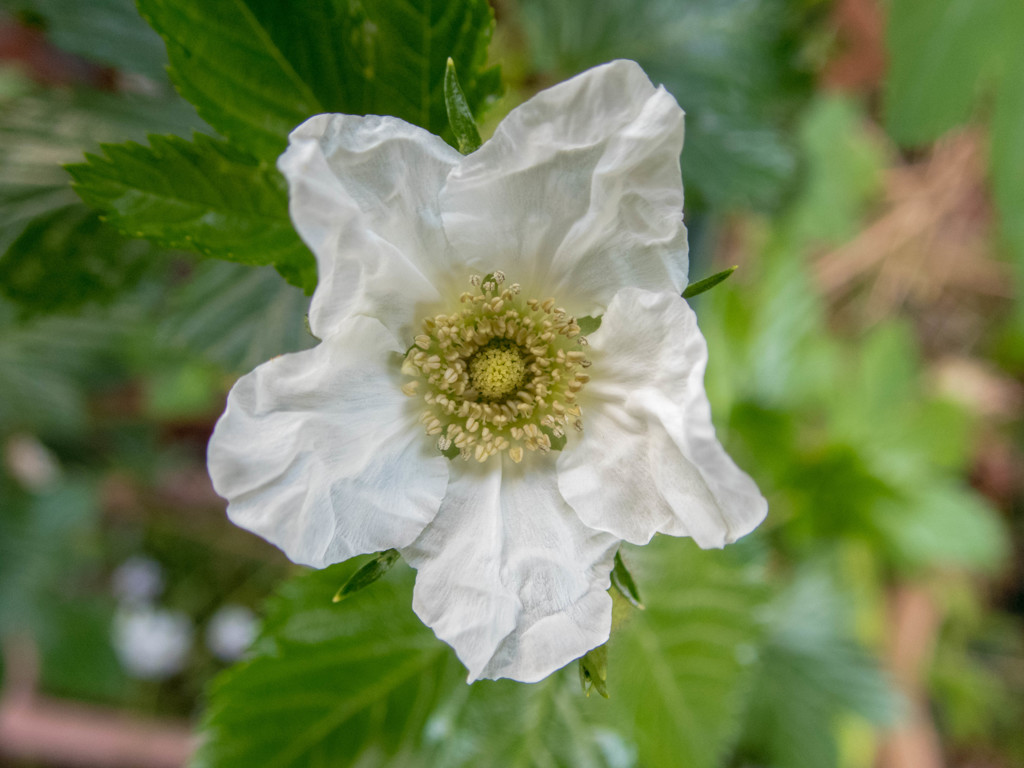 庭の春　もみじいちご③