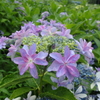 会津の紫陽花②