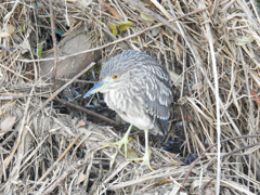 二重川の野鳥たち2019⑥