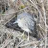 二重川の野鳥たち2019⑥