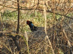 二重川の野鳥たち2019⑦